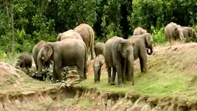Rampaging elephant wreaks havoc 17 deaths in a week in West Singhbhum including 7 tragic deaths in Jeteya