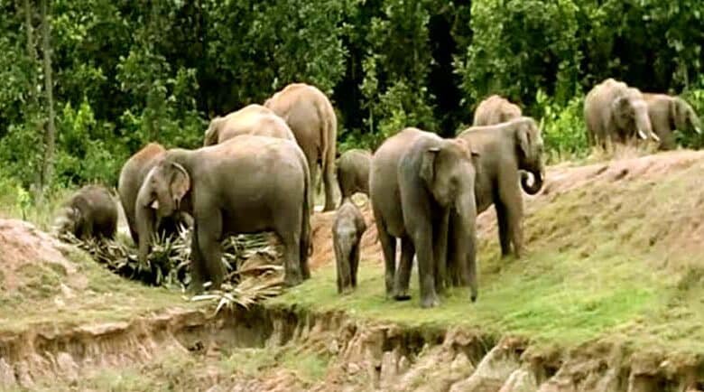 Rampaging elephant wreaks havoc 17 deaths in a week in West Singhbhum including 7 tragic deaths in Jeteya