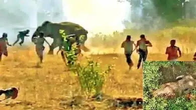 The killer elephant responsible for the deaths of twenty people is surrounded on the Odisha Jharkhand border efforts to tranquilize it are intensifying