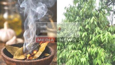 तेज पत्ता सिर्फ स्वाद के लिए नहीं, जानें इसके चौंकाने वाले सेहत के फायदे 7 Swirling smoke in a cosy space