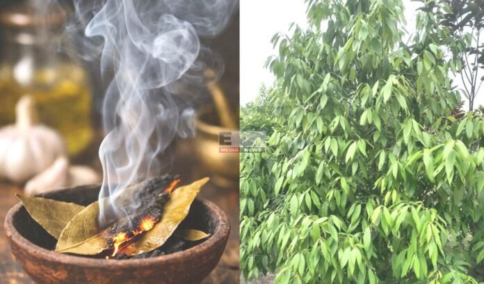 तेज पत्ता सिर्फ स्वाद के लिए नहीं, जानें इसके चौंकाने वाले सेहत के फायदे तेज पत्ता सिर्फ स्वाद के लिए नहीं, जानें इसके चौंकाने वाले सेहत के फायदे