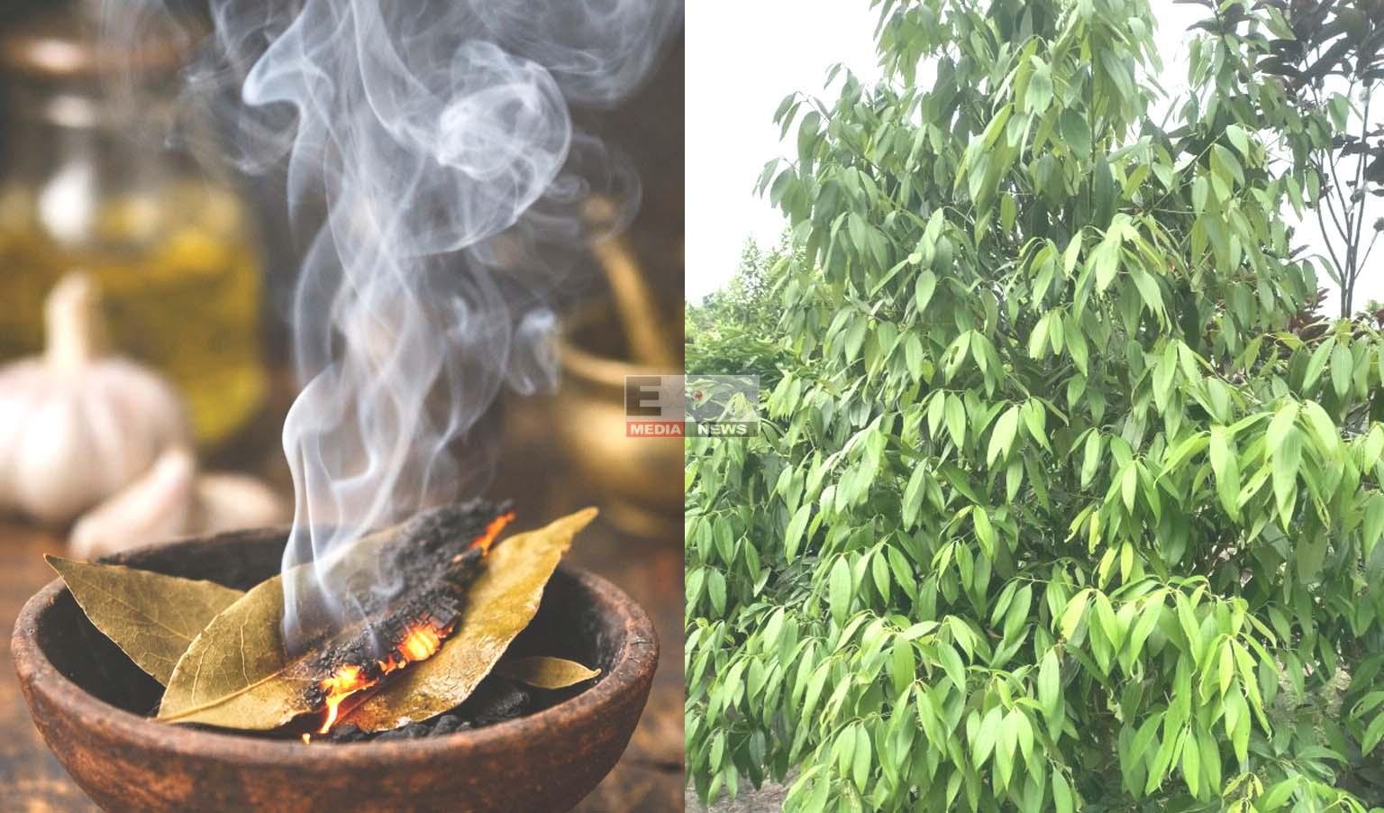 तेज पत्ता सिर्फ स्वाद के लिए नहीं, जानें इसके चौंकाने वाले सेहत के फायदे तेज पत्ता सिर्फ स्वाद के लिए नहीं, जानें इसके चौंकाने वाले सेहत के फायदे